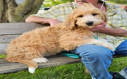 Great Pyrenees dogs for sale: Pyredoodle Fb - Image 15