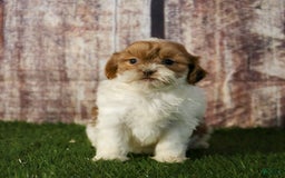 Shihpoo dogs for sale: Amy - Image 20