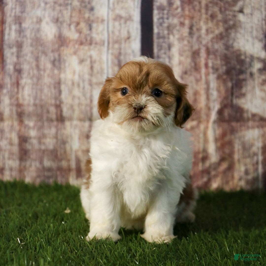 Shihpoo dogs for sale: Amy - Image 20