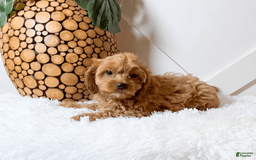 Cavapoo dogs for sale: Zaylee - Image 6
