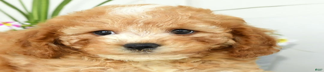 Gulliver