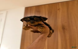 Yorkshire Terrier dogs for sale: Teacup 5lbs adult size - Image 1