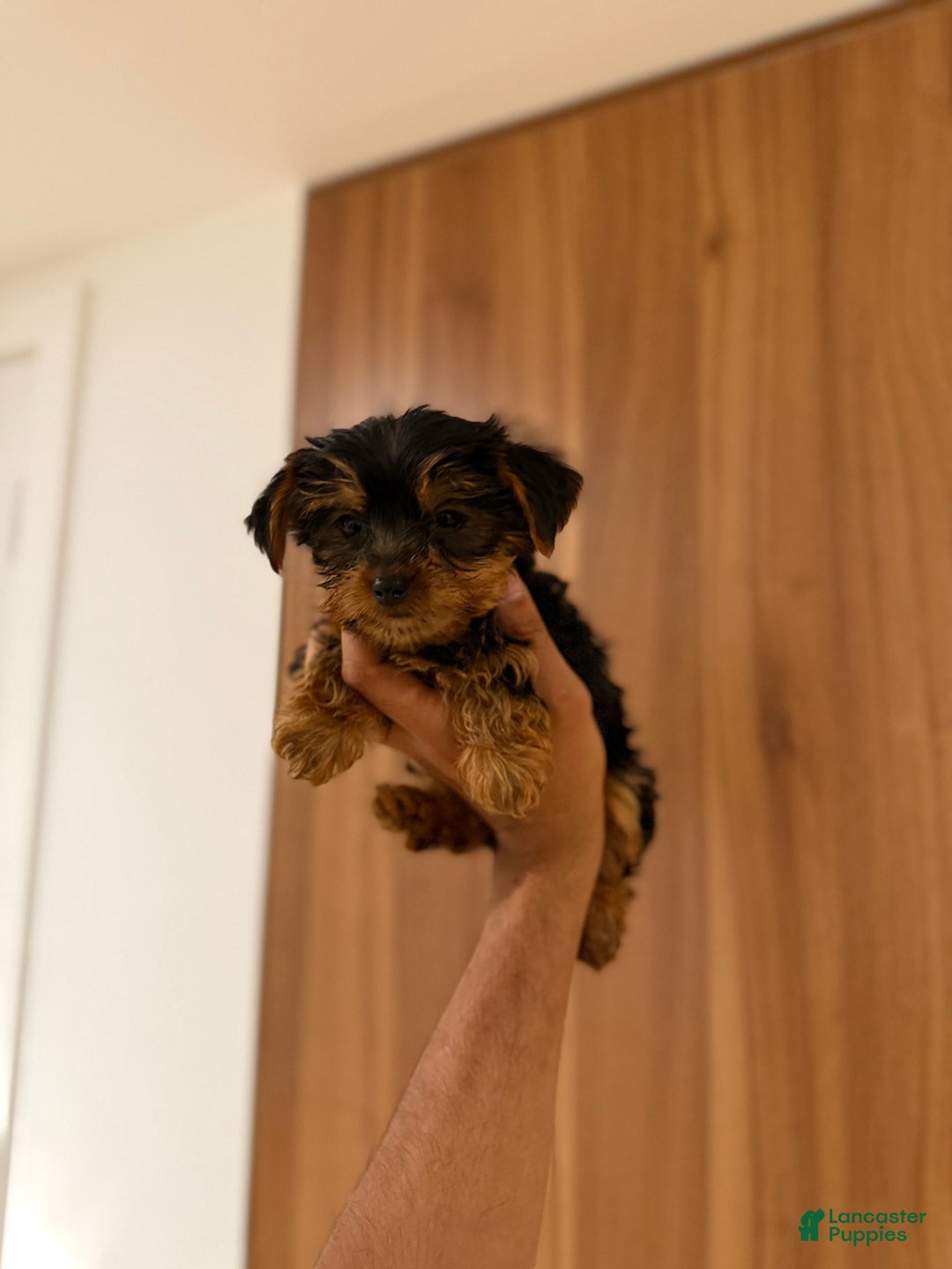 Yorkshire Terrier dogs for sale: Teacup 5lbs adult size - Image 1