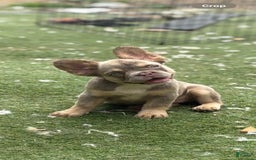 French Bulldog dogs for sale: Luna - Image 5