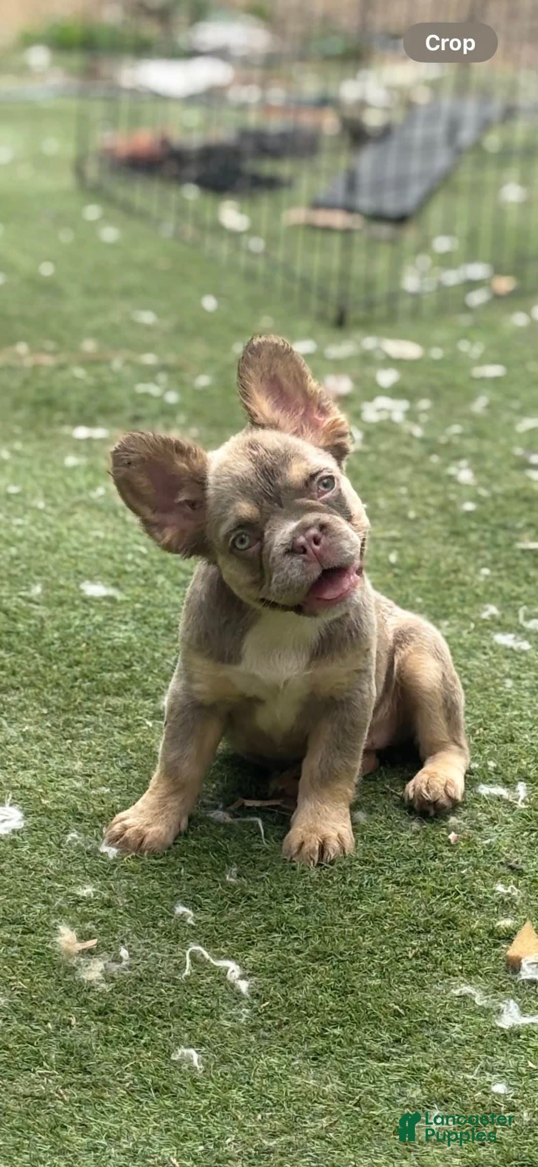 French Bulldog dogs for sale: Luna - Image 5