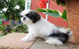 Shih Tzu dogs for sale: Mocha - Image 5
