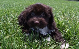 Havapoo dogs for sale: Abbie - Image 10