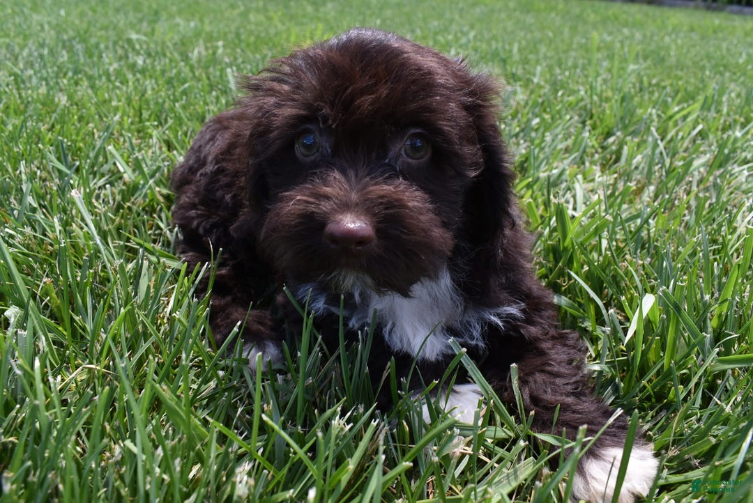 Havapoo dogs for sale: Abbie - Image 10