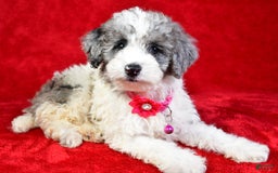 Miniature Poodle dogs for sale: Lola - Image 6