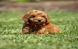 Goldendoodle dogs for sale: Annie - Image 1