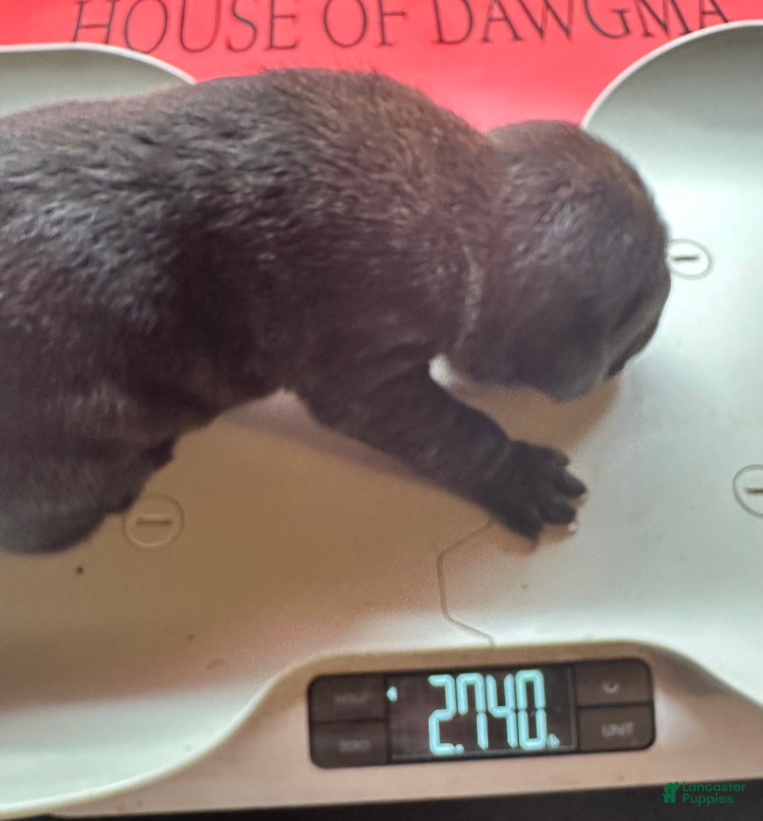 Cane Corso dogs for sale: Iccf Ozzy - Image 7