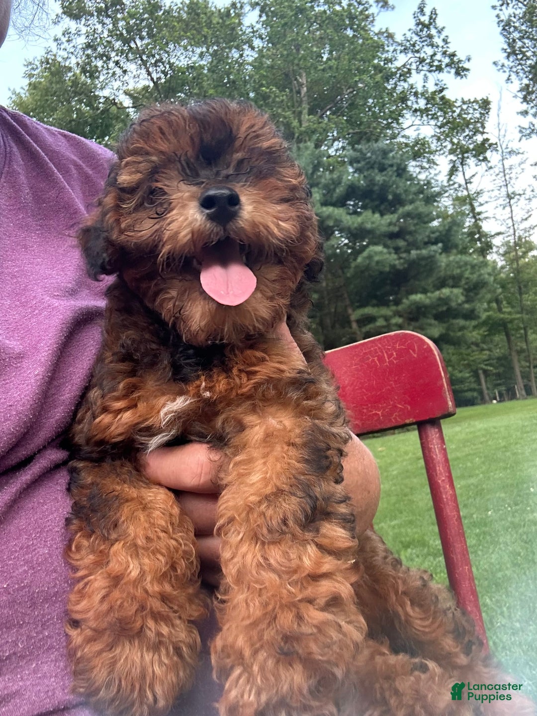 Cavapoo dogs for sale: Bailey - Image 12