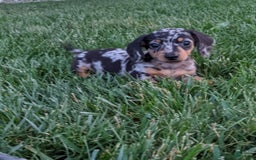 Miniature Dachshund dogs for sale: Buddy - Image 2
