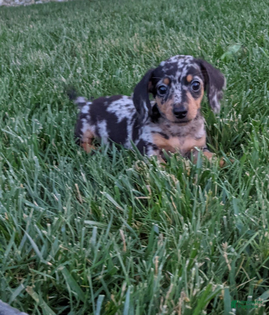 Miniature Dachshund dogs for sale: Buddy - Image 2