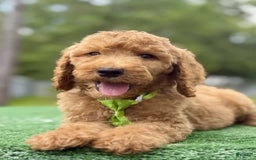 Goldendoodle dogs for sale: Eric - Image 5