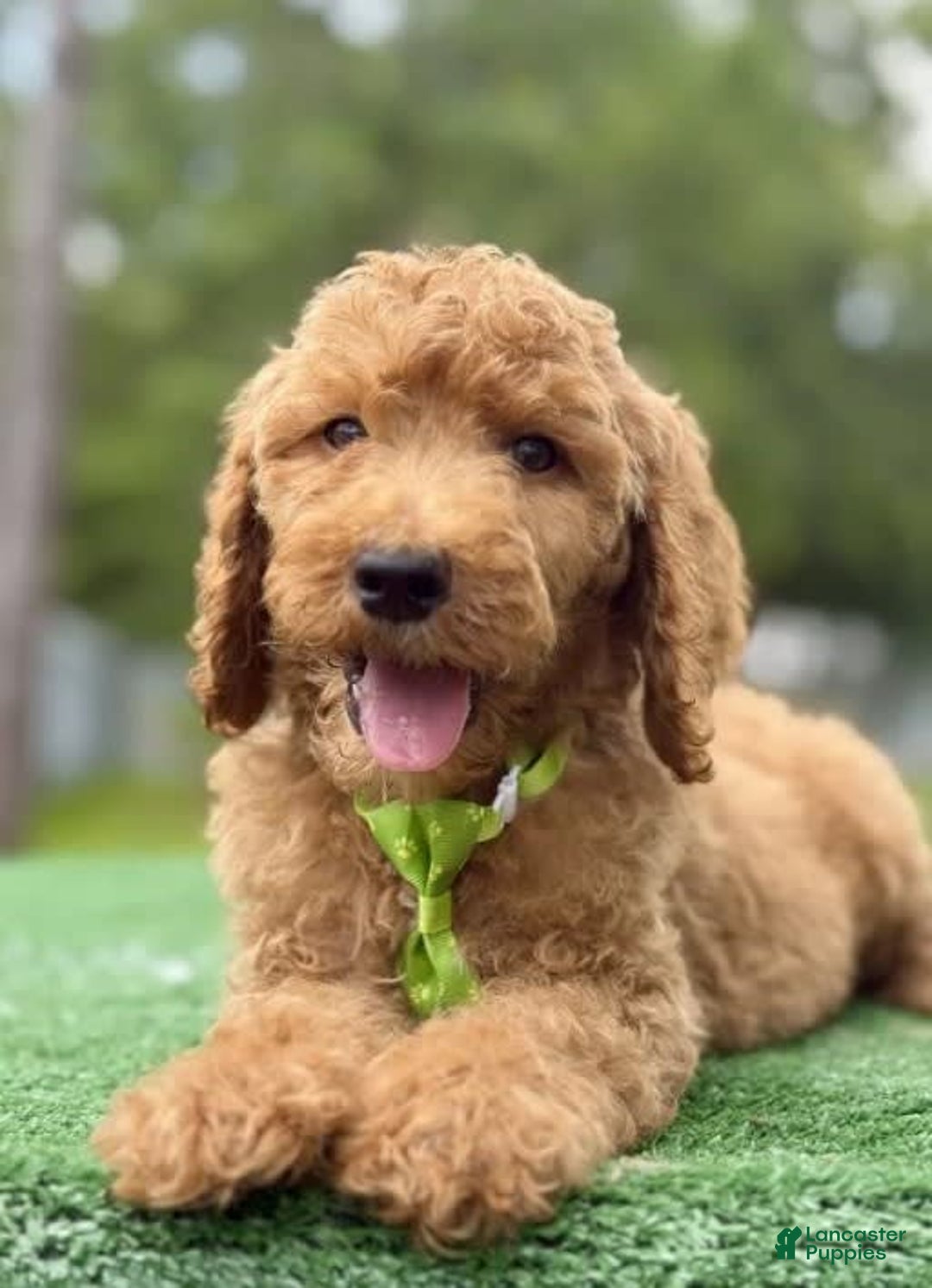 Goldendoodle dogs for sale: Eric - Image 5