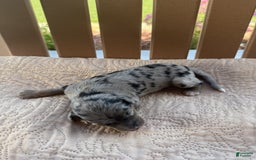Bernedoodle dogs for sale: 10 - Image 1