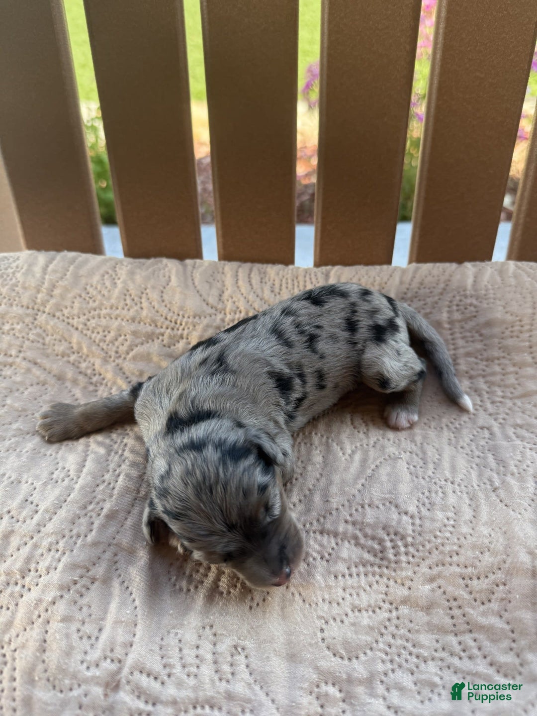 Bernedoodle dogs for sale: 10 - Image 1