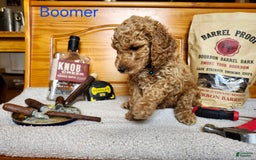 Standard Poodle dogs for sale: Boomer - Image 1