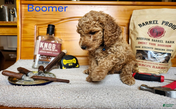 Standard Poodle dogs for sale - Ad 1