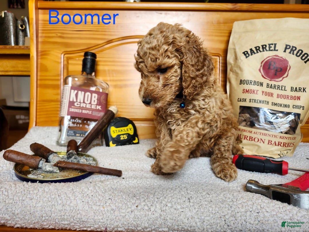 Standard Poodle dogs for sale: Boomer - Image 1