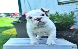 English Bulldog dogs for sale: Tessa - Image 4