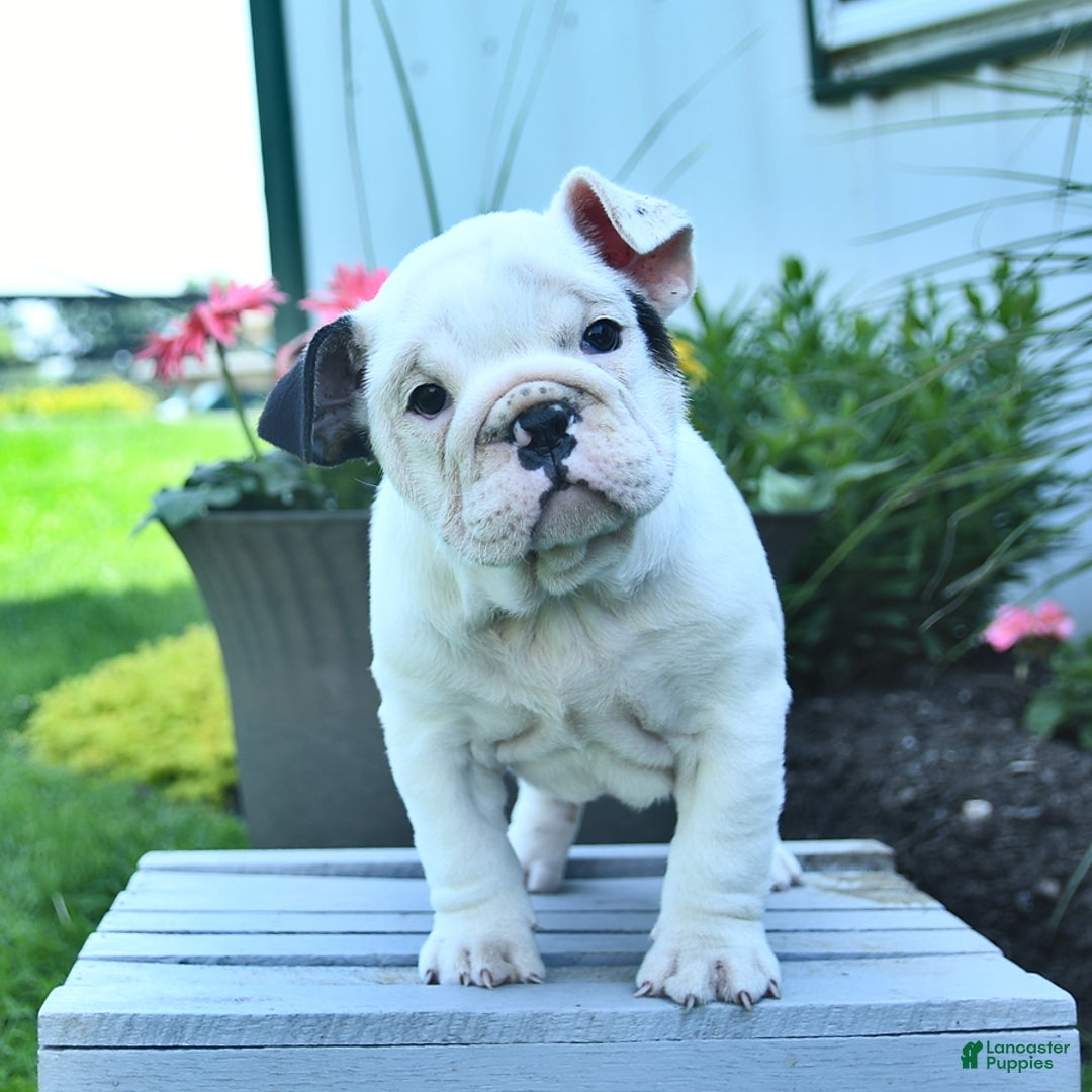 English Bulldog dogs for sale: Tessa - Image 4