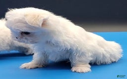 Maltese dogs for sale: Casper - Image 8