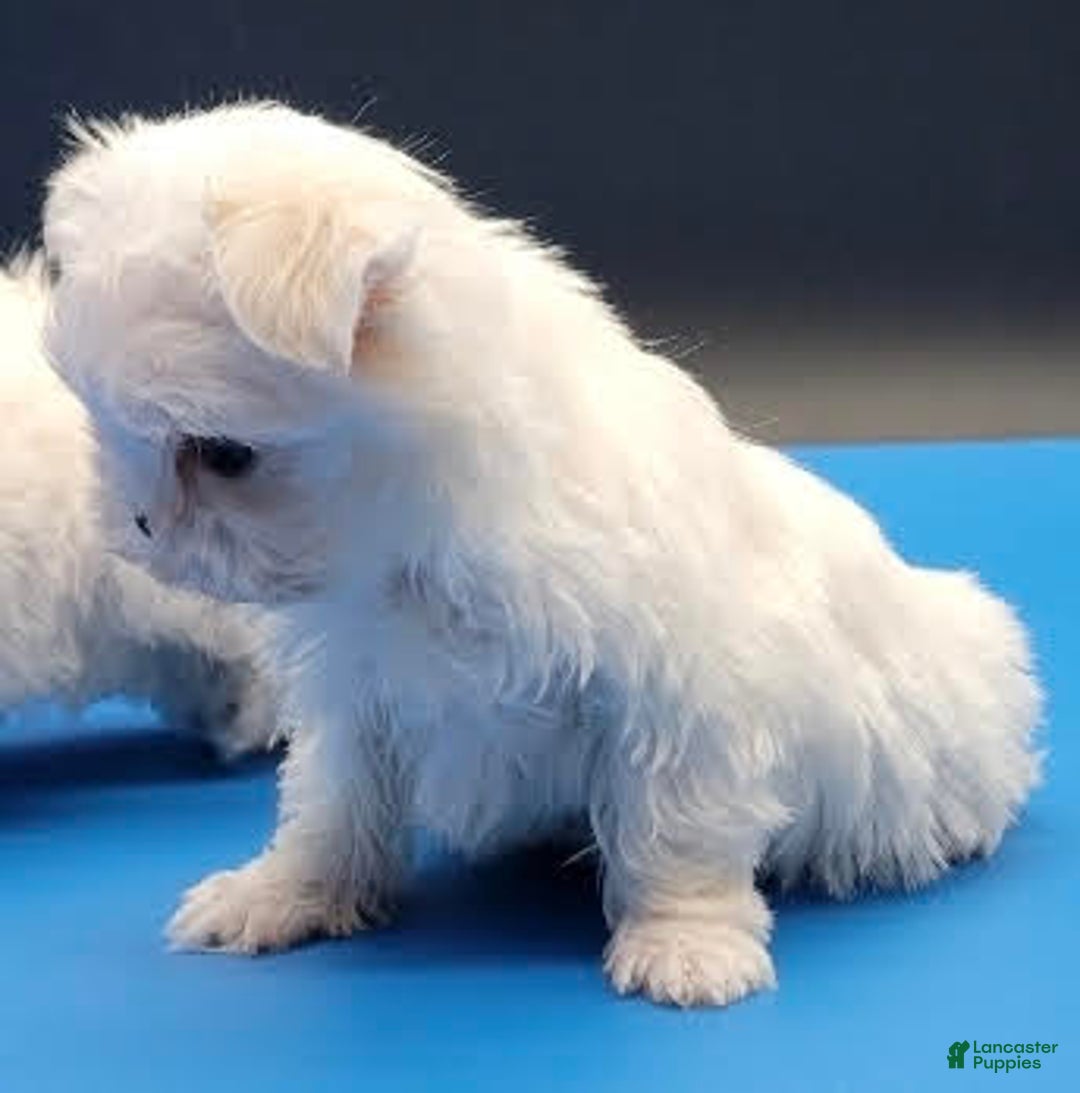 Maltese dogs for sale: Casper - Image 8