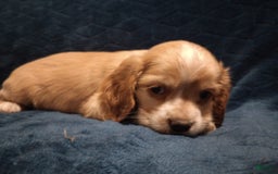 Cocker Spaniel dogs for sale: Marshmallow - Image 1