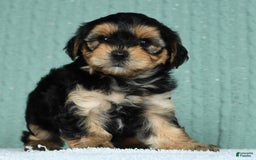 Yorkiepoo dogs for sale: Benji - Image 8