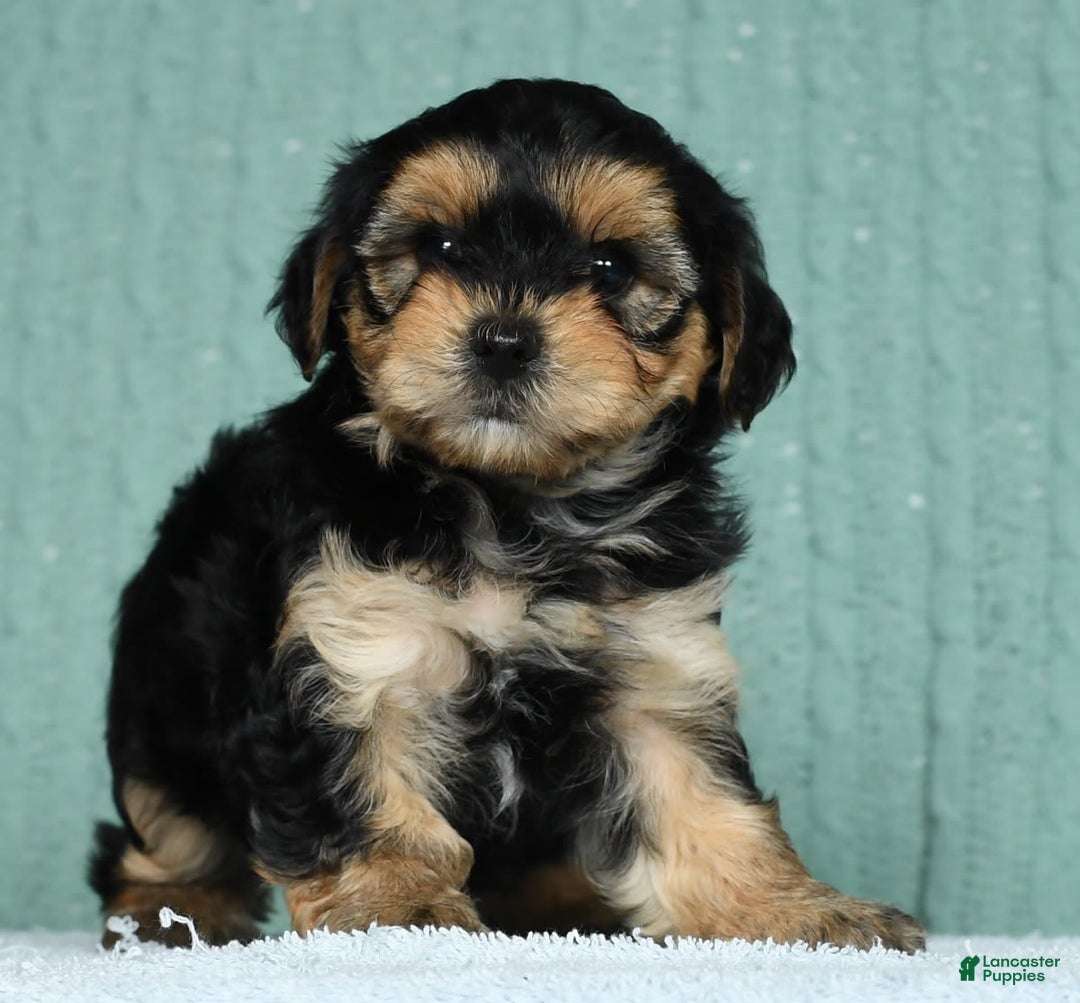 Yorkiepoo dogs for sale: Benji - Image 8