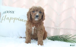Goldendoodle dogs for sale: Brittany - Image 2
