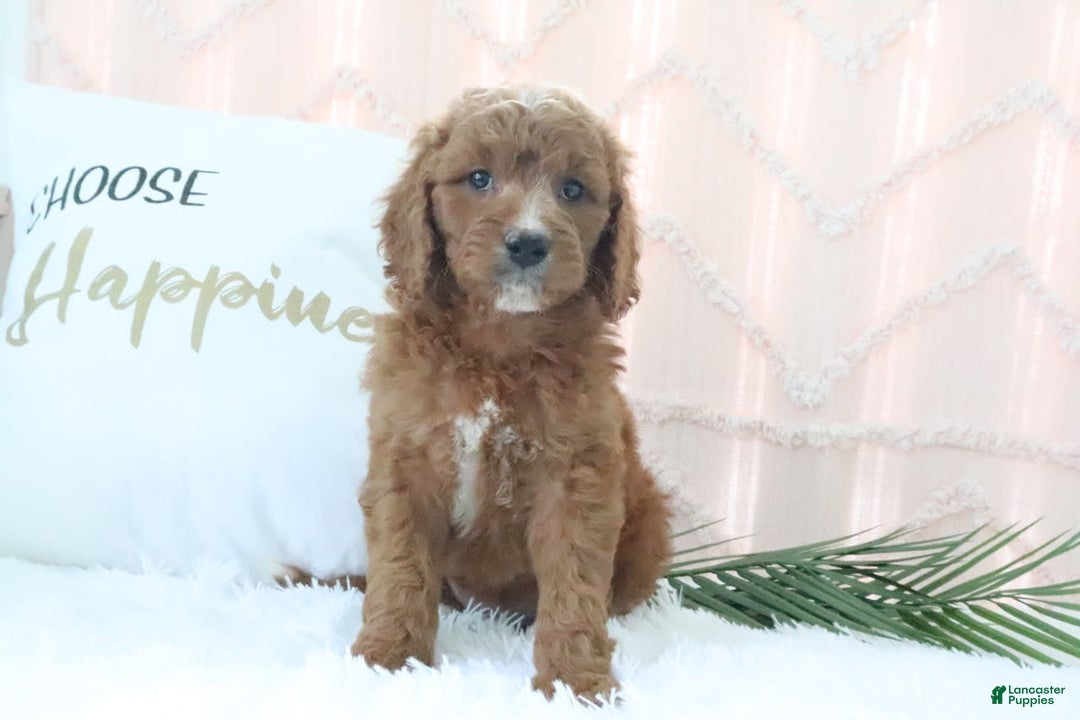Goldendoodle dogs for sale: Brittany - Image 2