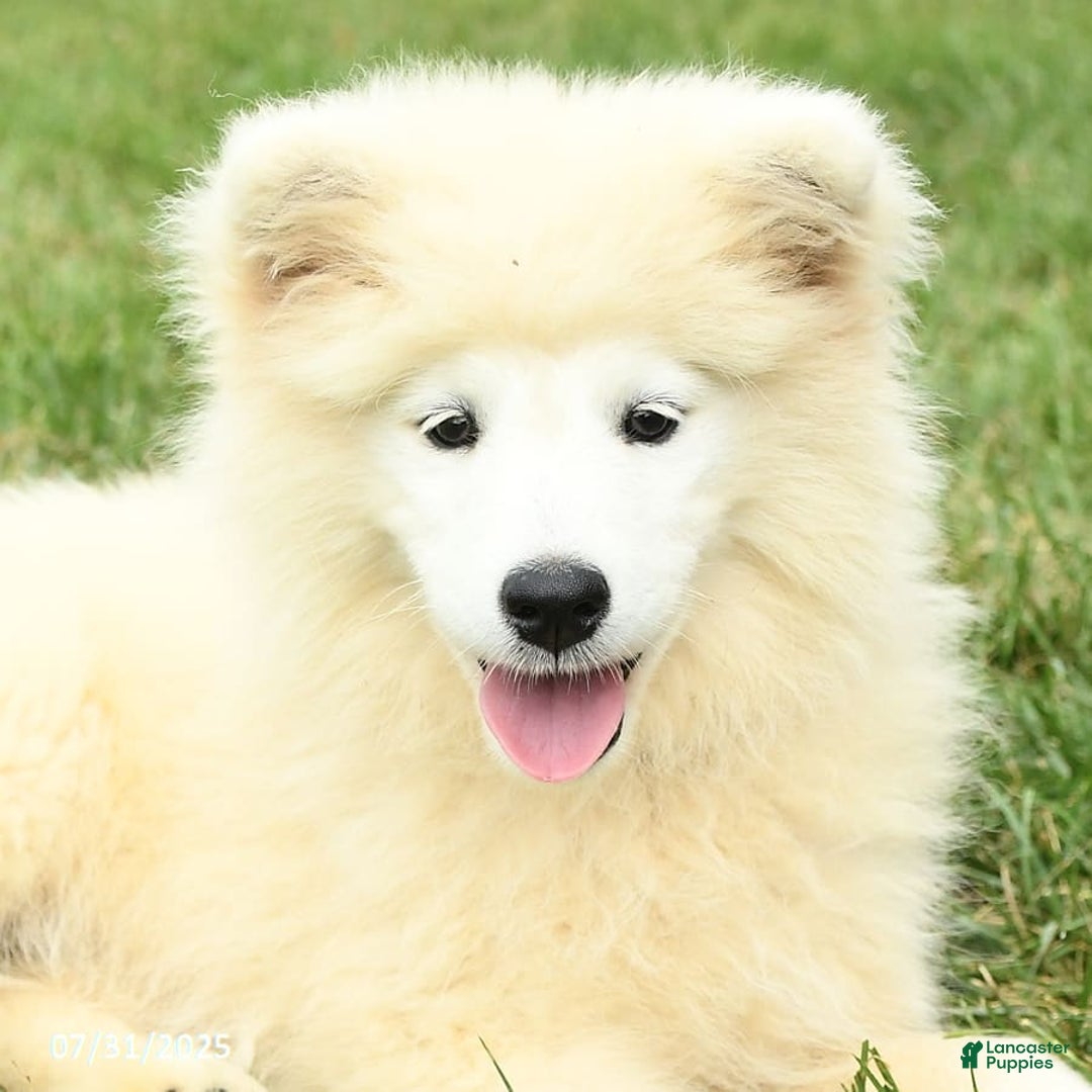 Samoyed dogs for sale: Daffodil - Image 10