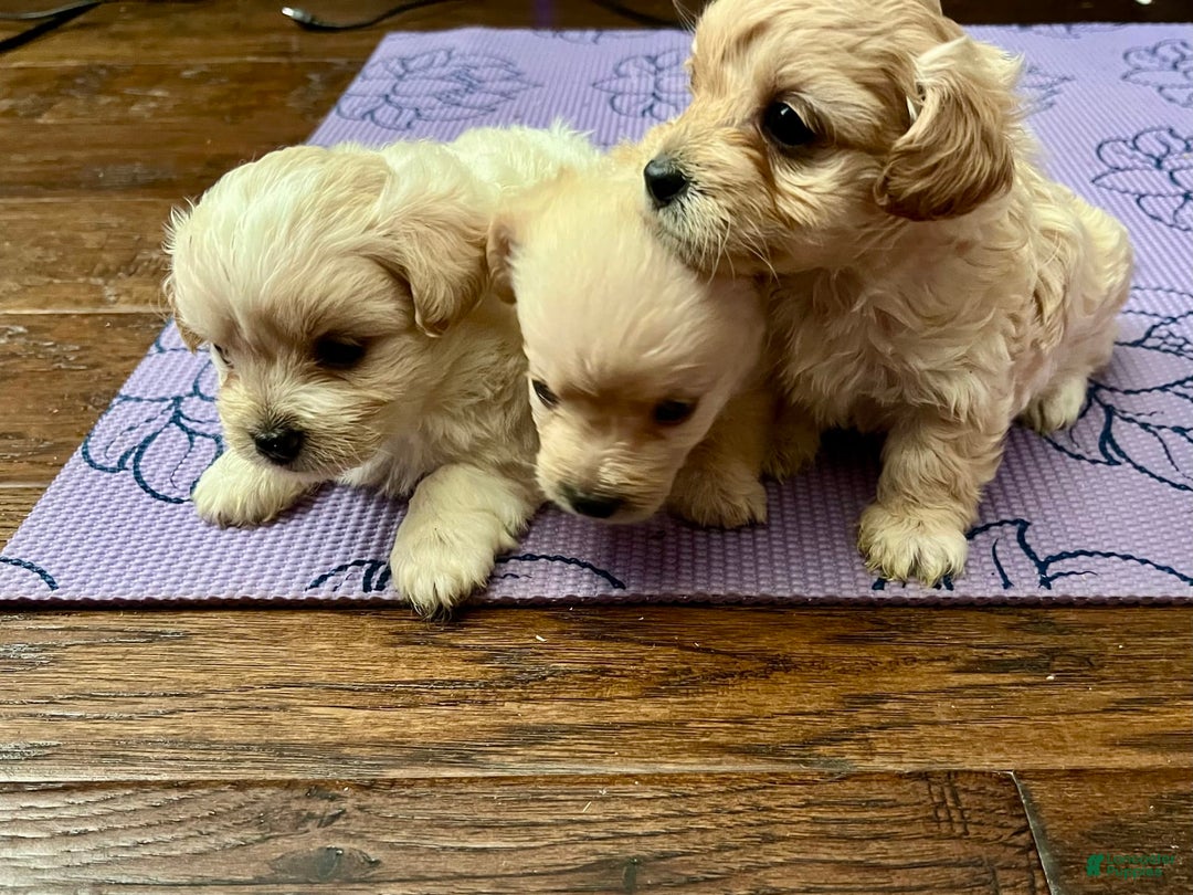 Maltipoo dogs for sale: Luna - Image 4