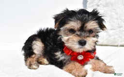 Morkie dogs for sale: Morkie 5 puppies - Image 8