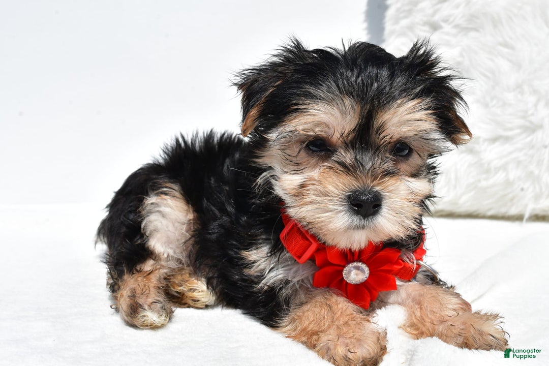 Morkie dogs for sale: Morkie 5 puppies - Image 8