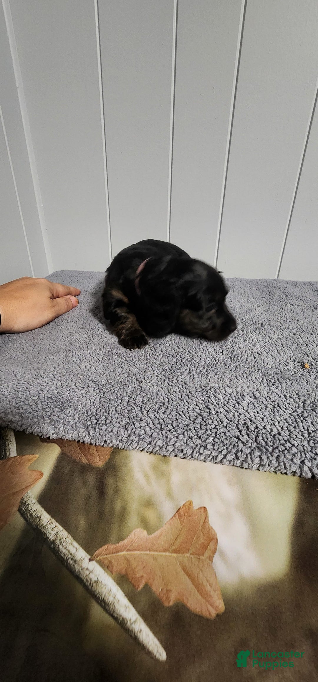 Miniature Dachshund dogs for sale: Maya - Image 6