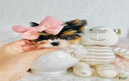 Morkie dogs for sale: Lily - Image 1