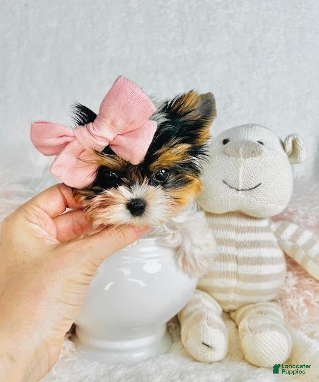 Morkie dogs for sale: Lily - Image 1