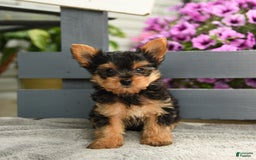 Yorkshire Terrier dogs for sale: Trex - Image 4