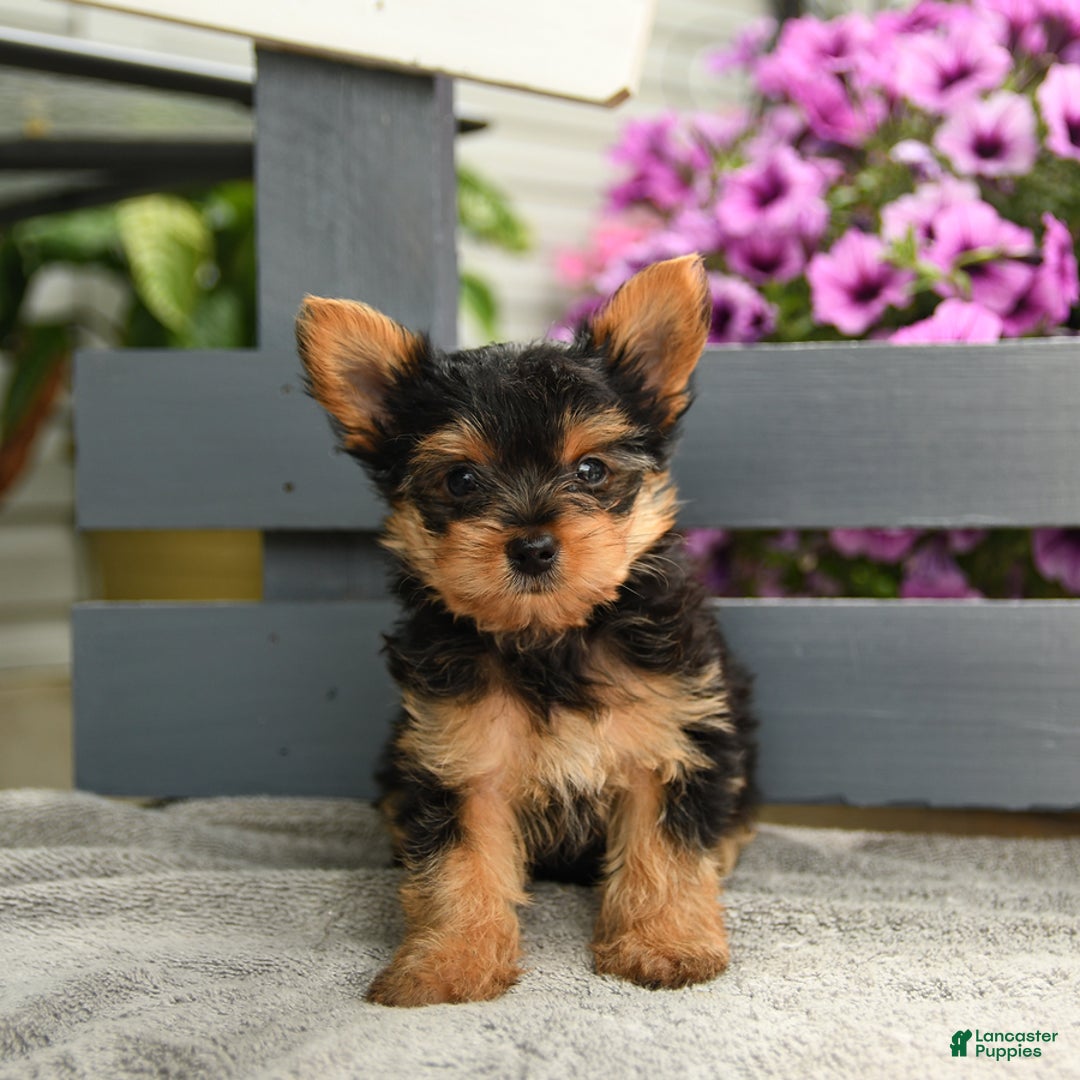 Yorkshire Terrier dogs for sale: Trex - Image 4
