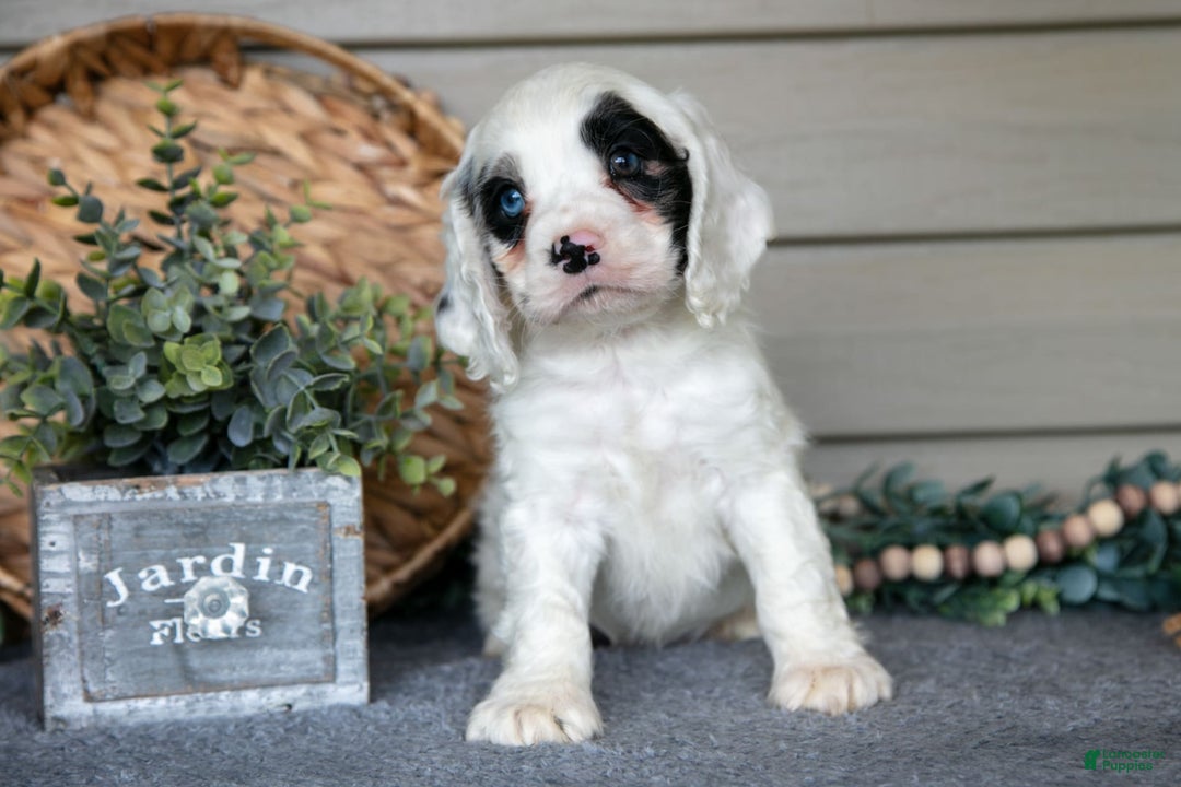 Cocker Spaniel dogs for sale: Jingles - Image 6