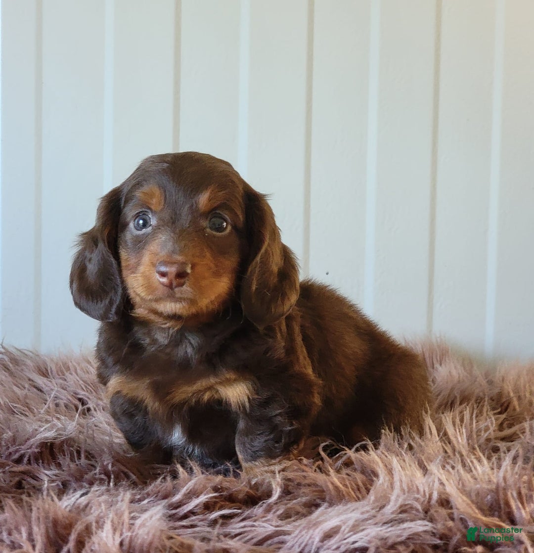 Miniature Dachshund dogs for sale: Roger - Image 2