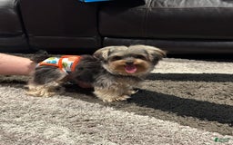 Yorkshire Terrier dogs for sale: Blue - Image 4