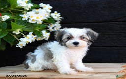 Maltese dogs for sale: Jasmine - Image 2