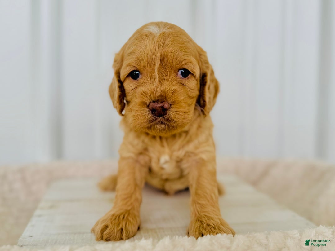 Cockapoo dogs for sale: Male Two - Image 1