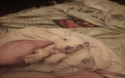 American Pit Bull Terrier dogs for sale: Pup - Image 2