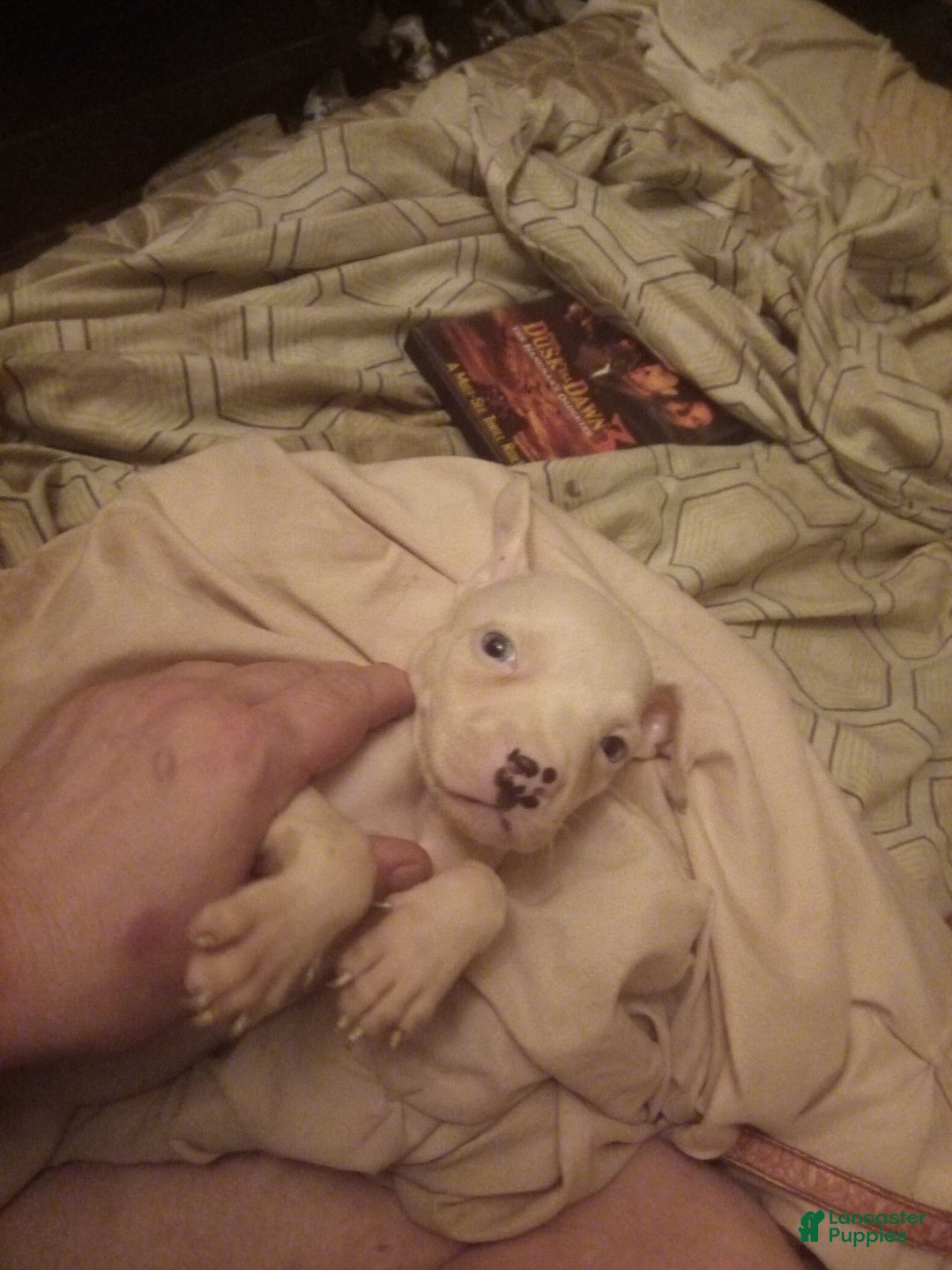 American Pit Bull Terrier dogs for sale: Pup - Image 2